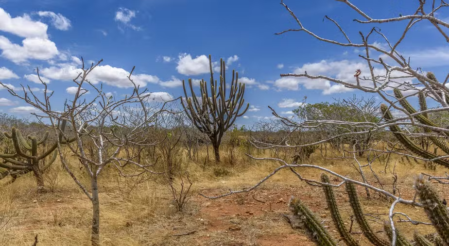A desertificação está avançando no Brasil? Qual a relação com o clima?